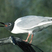 Bonaparte's Gull